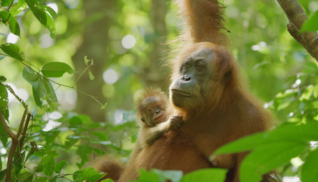 Secret Lives of Orangutans nominated at the Emmys