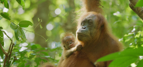Secret Lives of Orangutans win at the Emmys