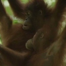 The Last Orangutan Eden to air on PBS in the US