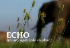 Echo an Unforgettable Elephant Project