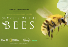 Secrets Of The Bees Project