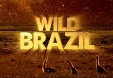 Wild Brazil Project